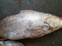 মাছ বিক্রি