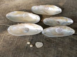 মুক্তা চাষ