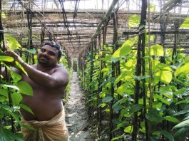 পানের বরজ