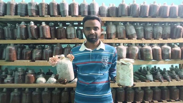 মাশরুম চাষ