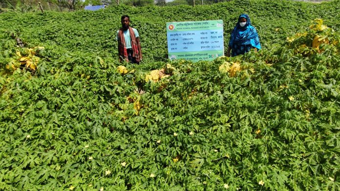 মালচিং পদ্ধতিতে
