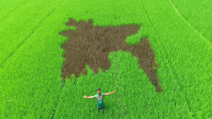 ধানক্ষেত