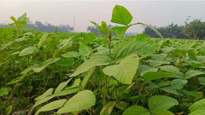 সয়াবিন চাষ