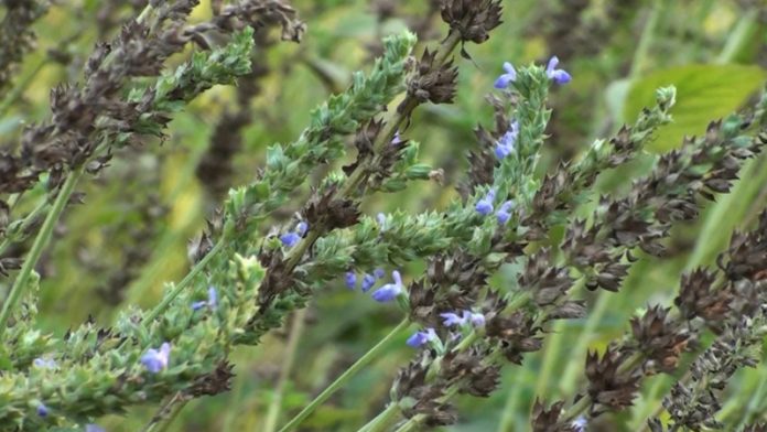 চিয়া সিড