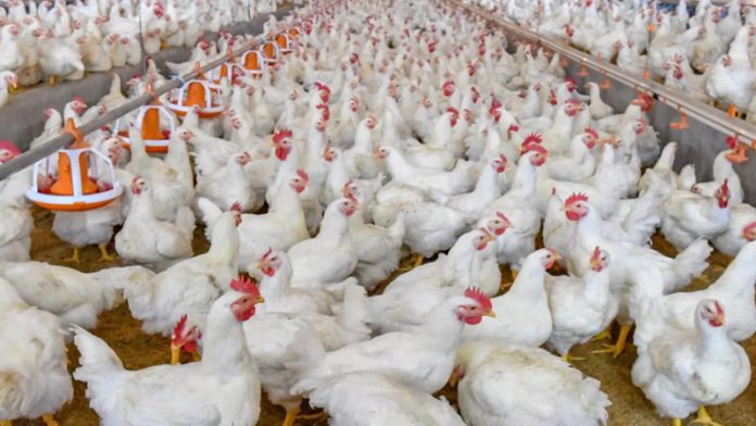 ব্রয়লার মুরগি