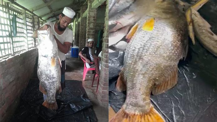 কোরাল মাছ