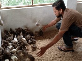 কোয়েল খামার