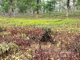 চা বাগান