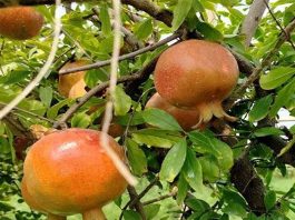 আনার চাষ