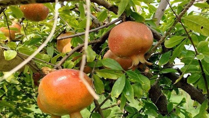 আনার চাষ