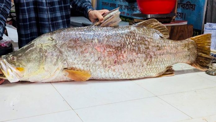 কোরাল মাছের দাম