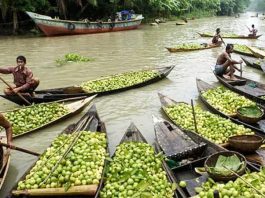 পেয়ারার হাট