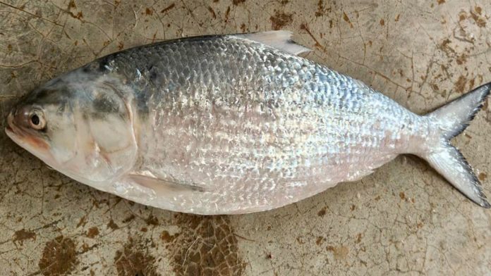 ইলিশ মাছ