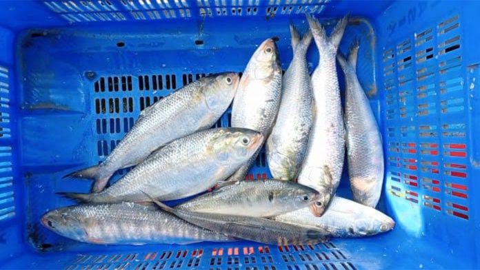 ইলিশ শিকার