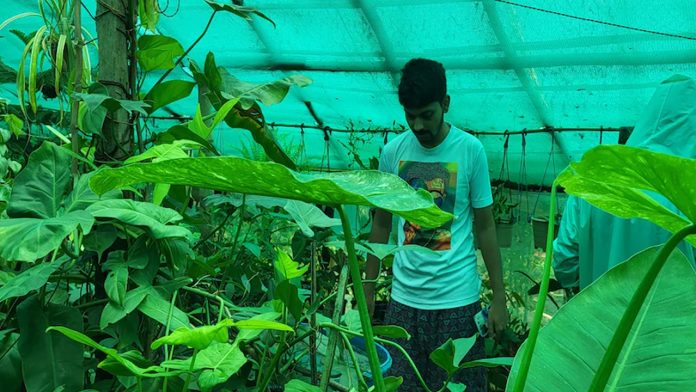 ইনডোর প্লান্ট