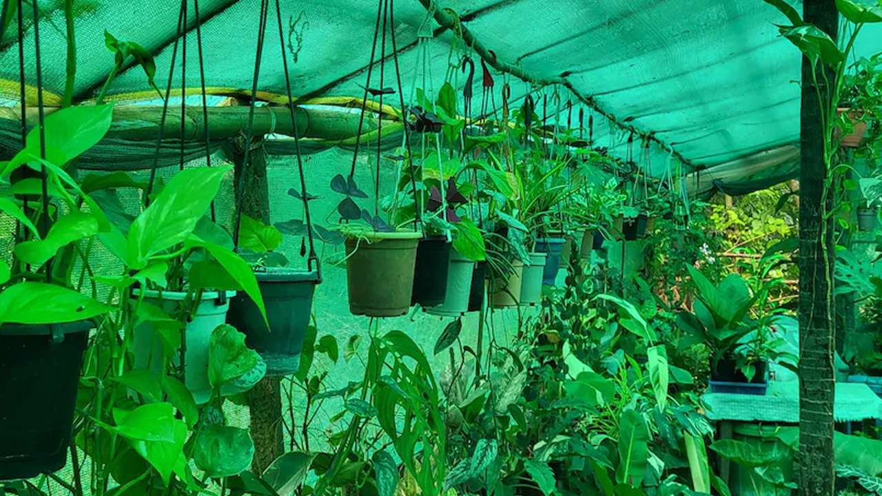 ইনডোর প্লান্ট