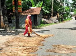 পাট শুকাতে না পেরে বিপাকে