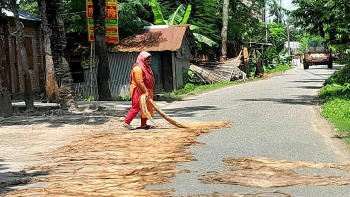 পাট শুকাতে না পেরে বিপাকে