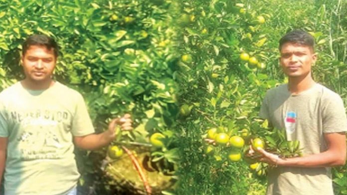 মাল্টা চাষ