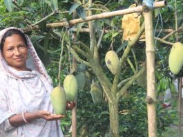 লেট ভ্যারাইটির আম