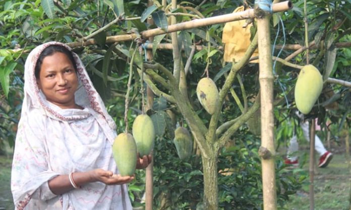 লেট ভ্যারাইটির আম