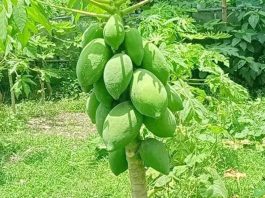 পেঁপে চাষ