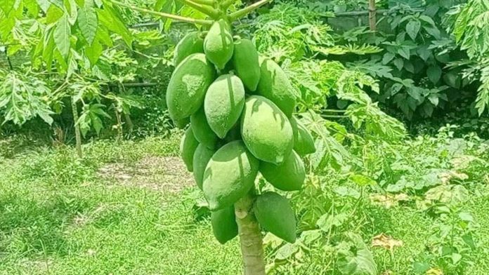 পেঁপে চাষ