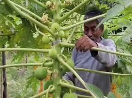 পেঁপে চাষ