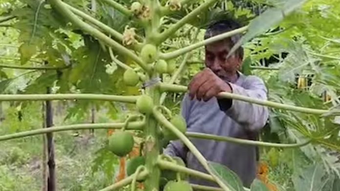 পেঁপে চাষ