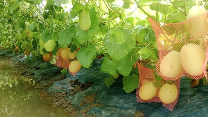 সাম্মাম চাষ