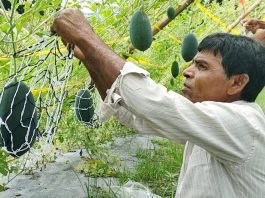 তরমুজ চাষ