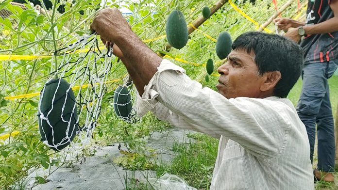 তরমুজ চাষ