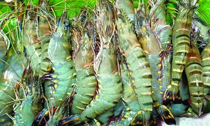 বাগদা চিংড়ি