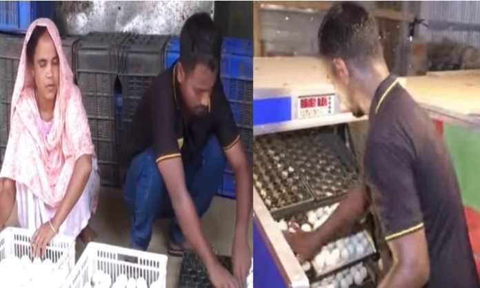 হাঁসের বাচ্চা