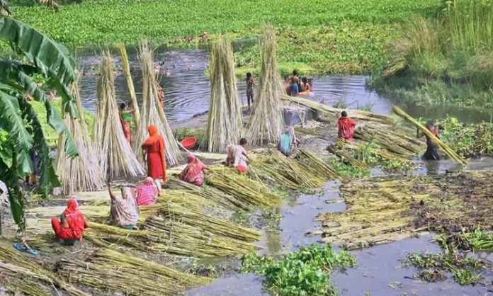 পাটের বাম্পার ফলন