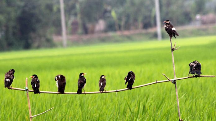 পার্চিং পদ্ধতি