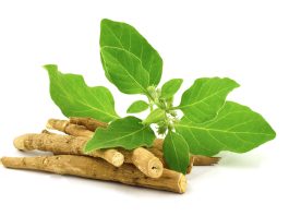 অশ্বগন্ধা চাষ