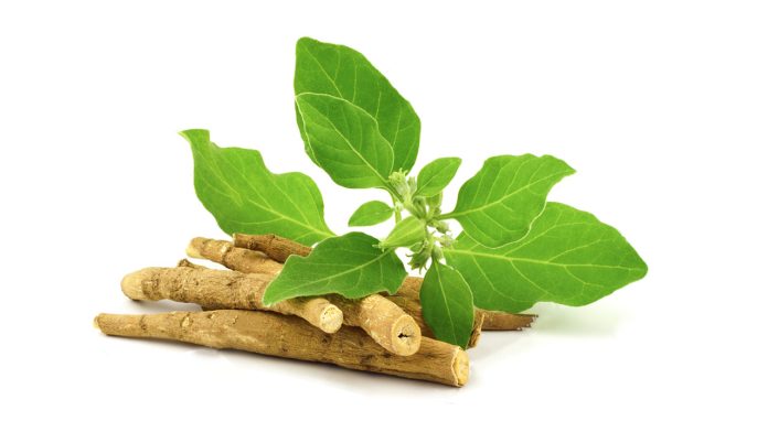 অশ্বগন্ধা চাষ