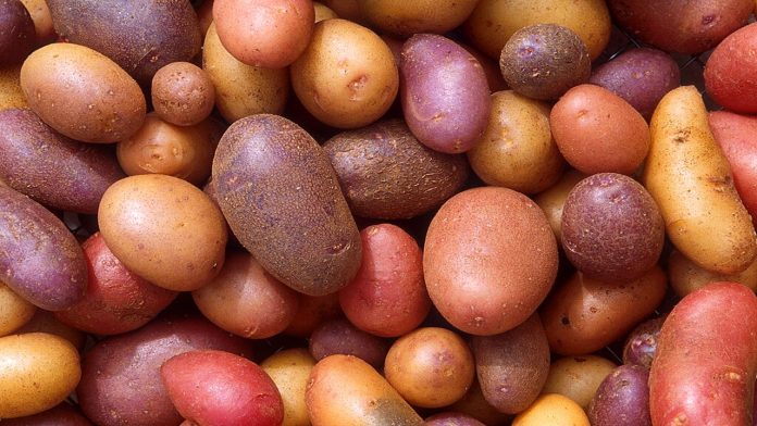 আলু রপ্তানি