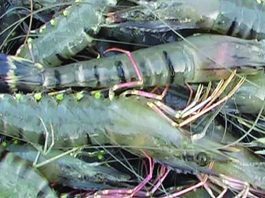 চিংড়ি রপ্তানি