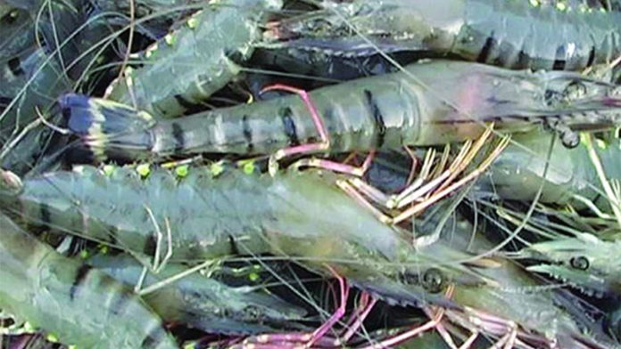 চিংড়ি রপ্তানি