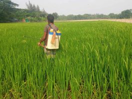 কীটনাশক ব্যবহার