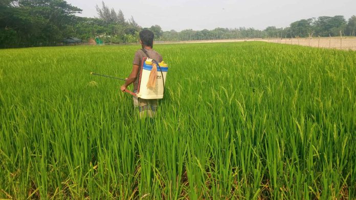 কীটনাশক ব্যবহার
