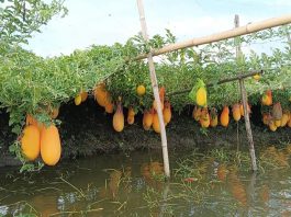 অসময়ে তরমুজ চাষ