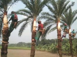 খেজুর রস