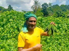 করলা চাষ