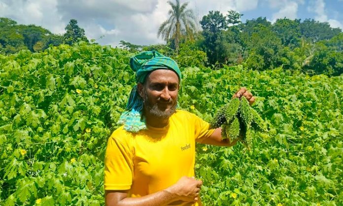 করলা চাষ