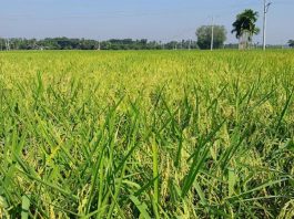 আমন আবাদ