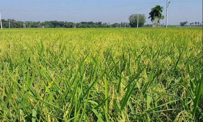 আমন আবাদ