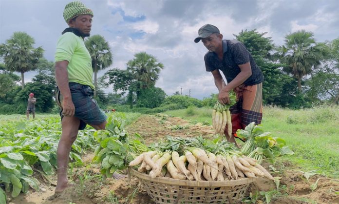 মুলা চাষ